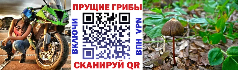 Псилоцибиновые грибы Psilocybe Фокино